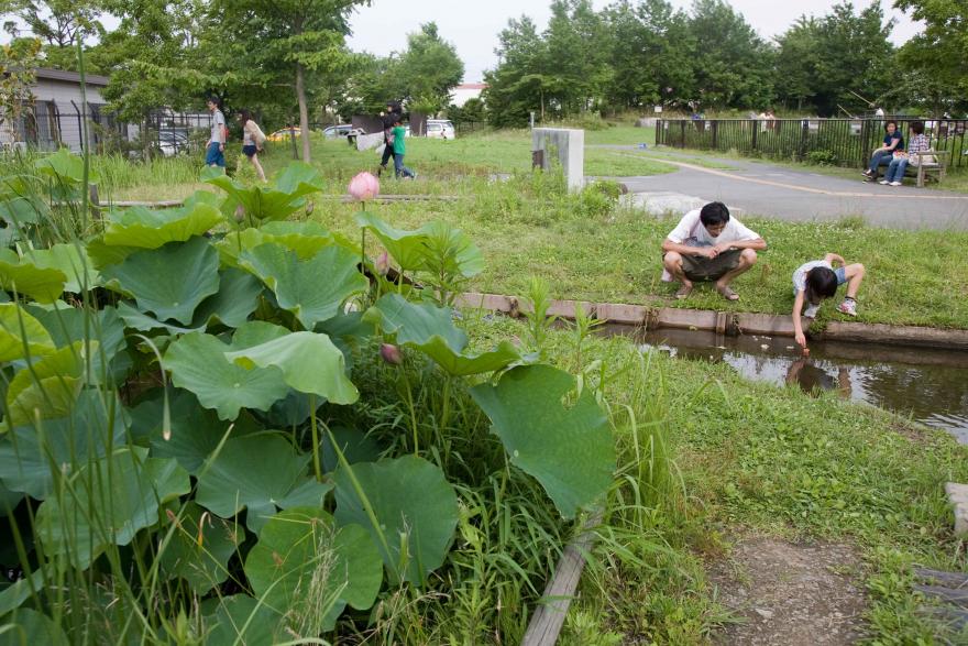 足立区桑袋ビオトープ公園