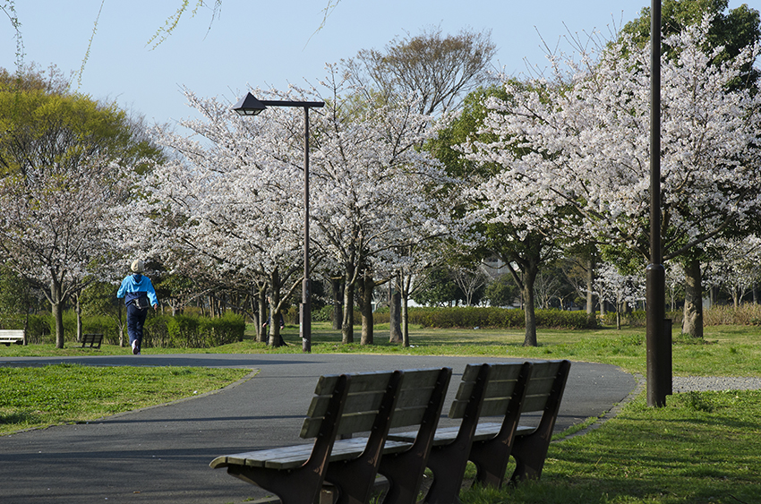 舎人公園の桜