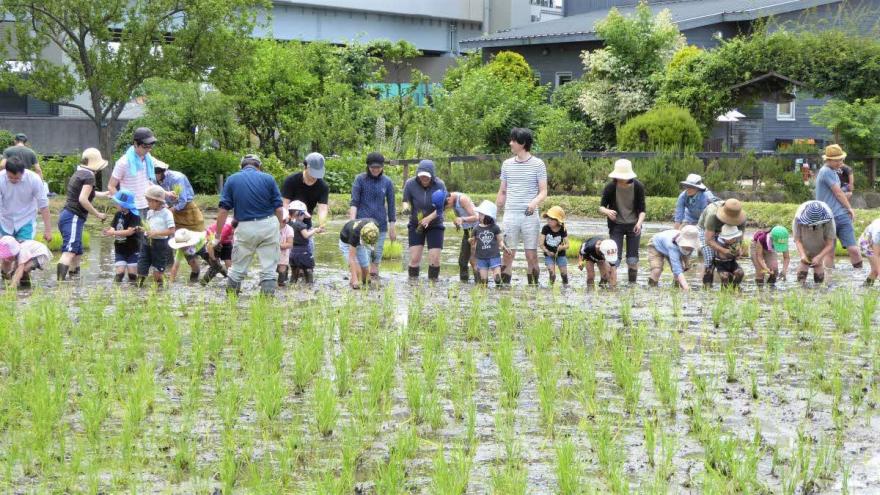 公園内で行った田植えの様子