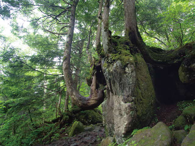 原生林_根上り
