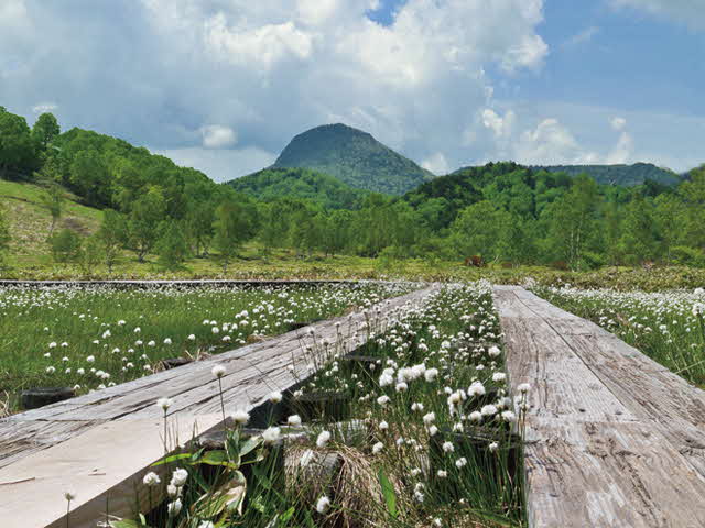 田ノ原湿原_ワタスゲ