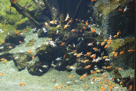生物園