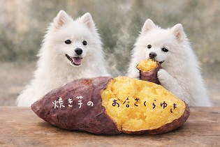 焼き芋と犬の写真