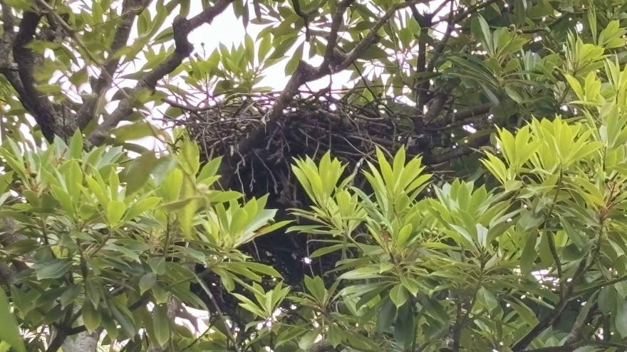 木の上にできたカラスの巣