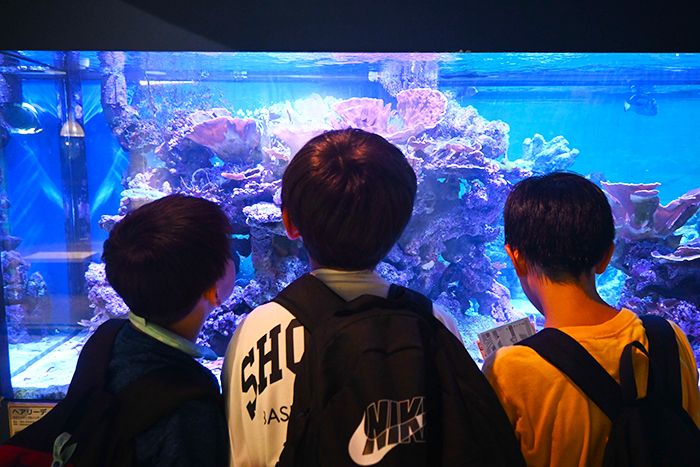 「海の生きもの図鑑をつくろう!」のイメージ画像