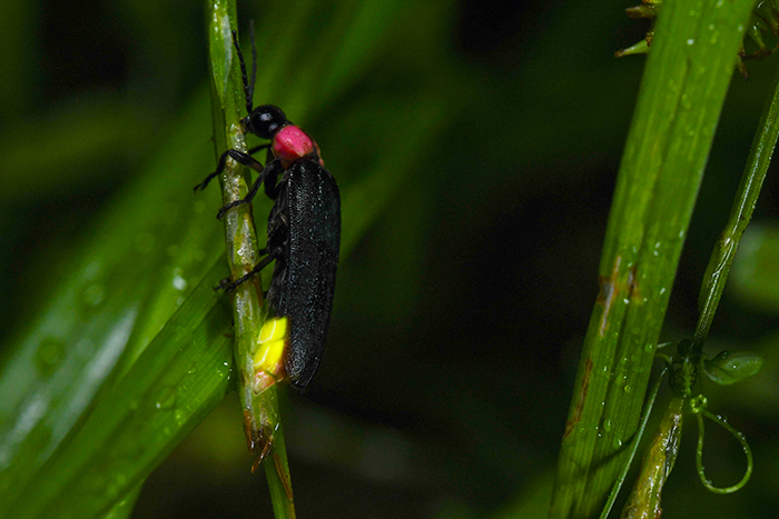 「冬のホタル観賞会」の様子