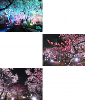 ライトアップ画像