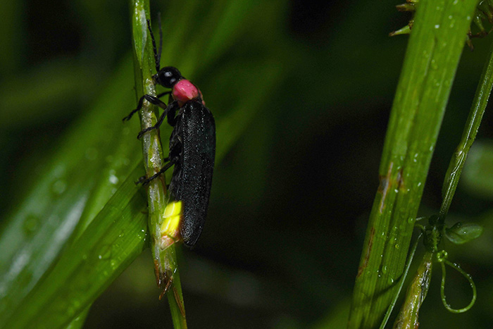 「昼のホタル観賞会」の様子