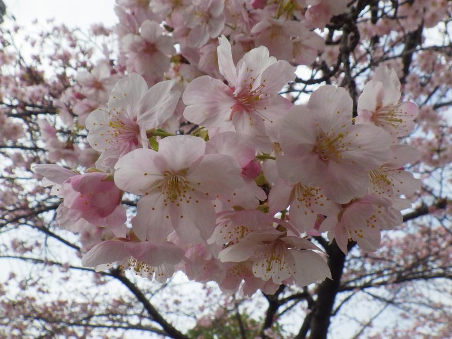 大漁桜アップ