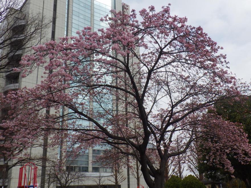 大漁桜 遠景