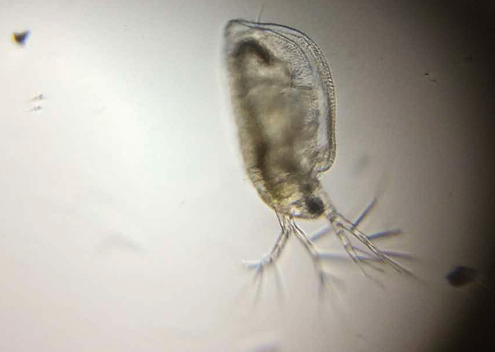 「自然のあそび屋台」のイメージ