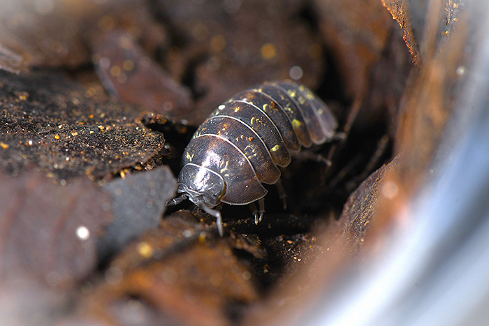 「公園で自然体験」のイメージ