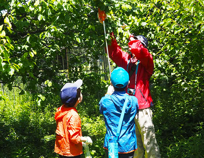 「梅の収穫体験」の様子
