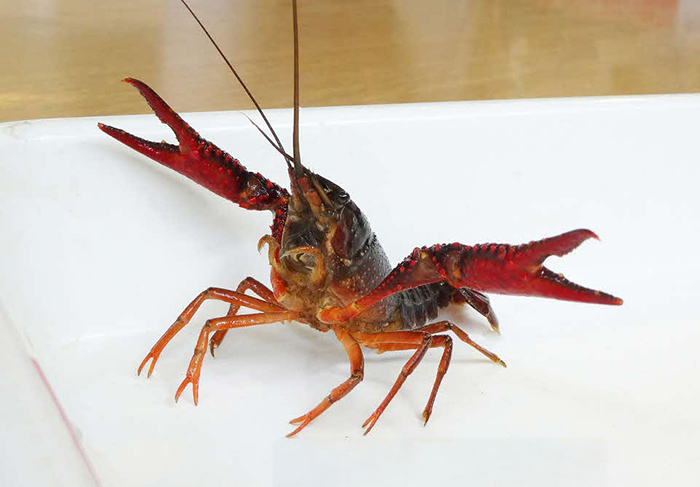 「ちびっこ自然体験」のイメージ