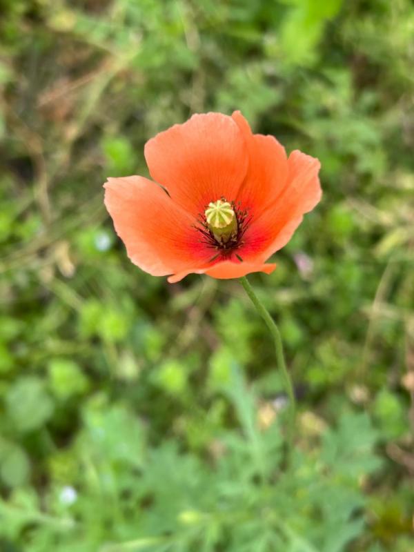 ナガミヒナゲシ１