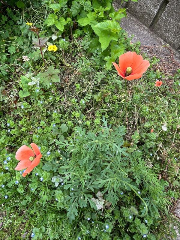 ナガミヒナゲシ２