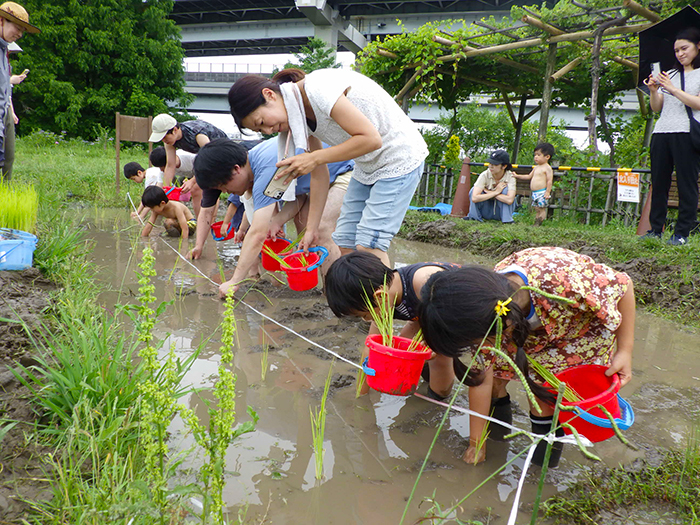 「ちびっこ田植え」の様子