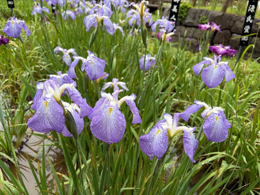 菖蒲