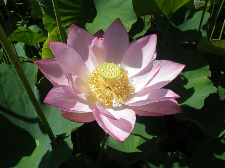 oogahasu2
