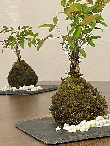 苔玉