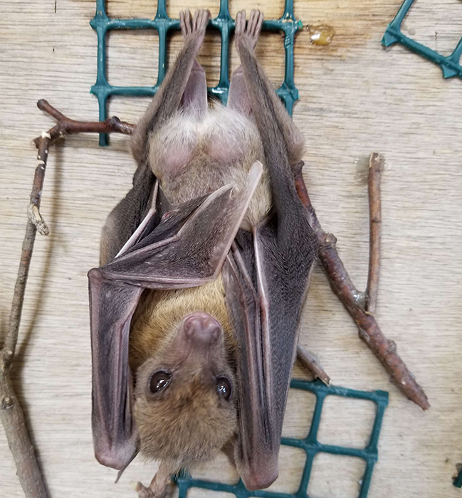 「移動動物園」のイメージ