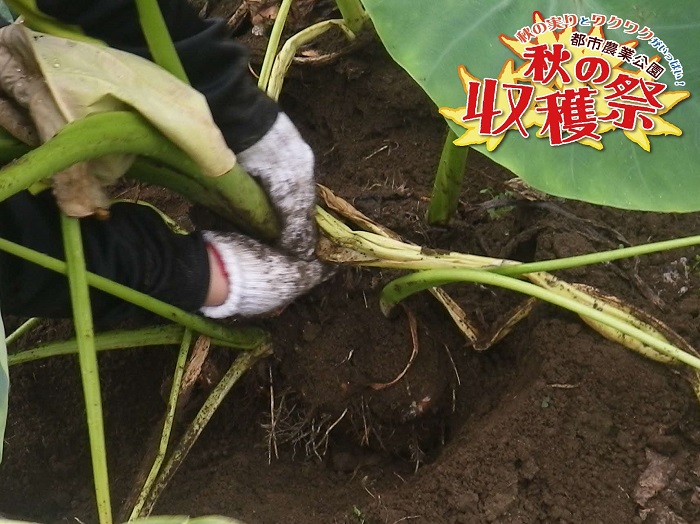 「秋の収穫祭」の様子