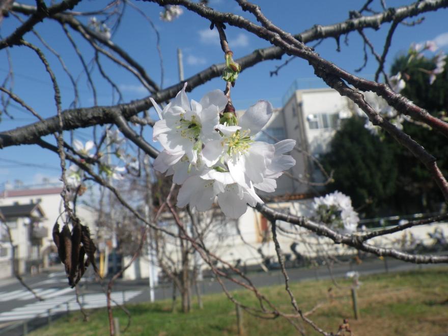 十月桜①