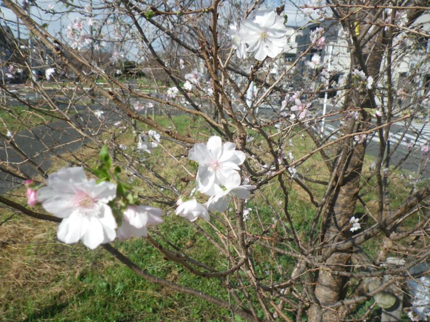 十月桜②