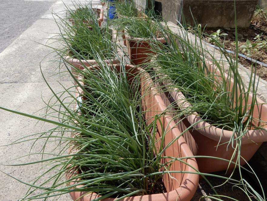 プランター生育状況2